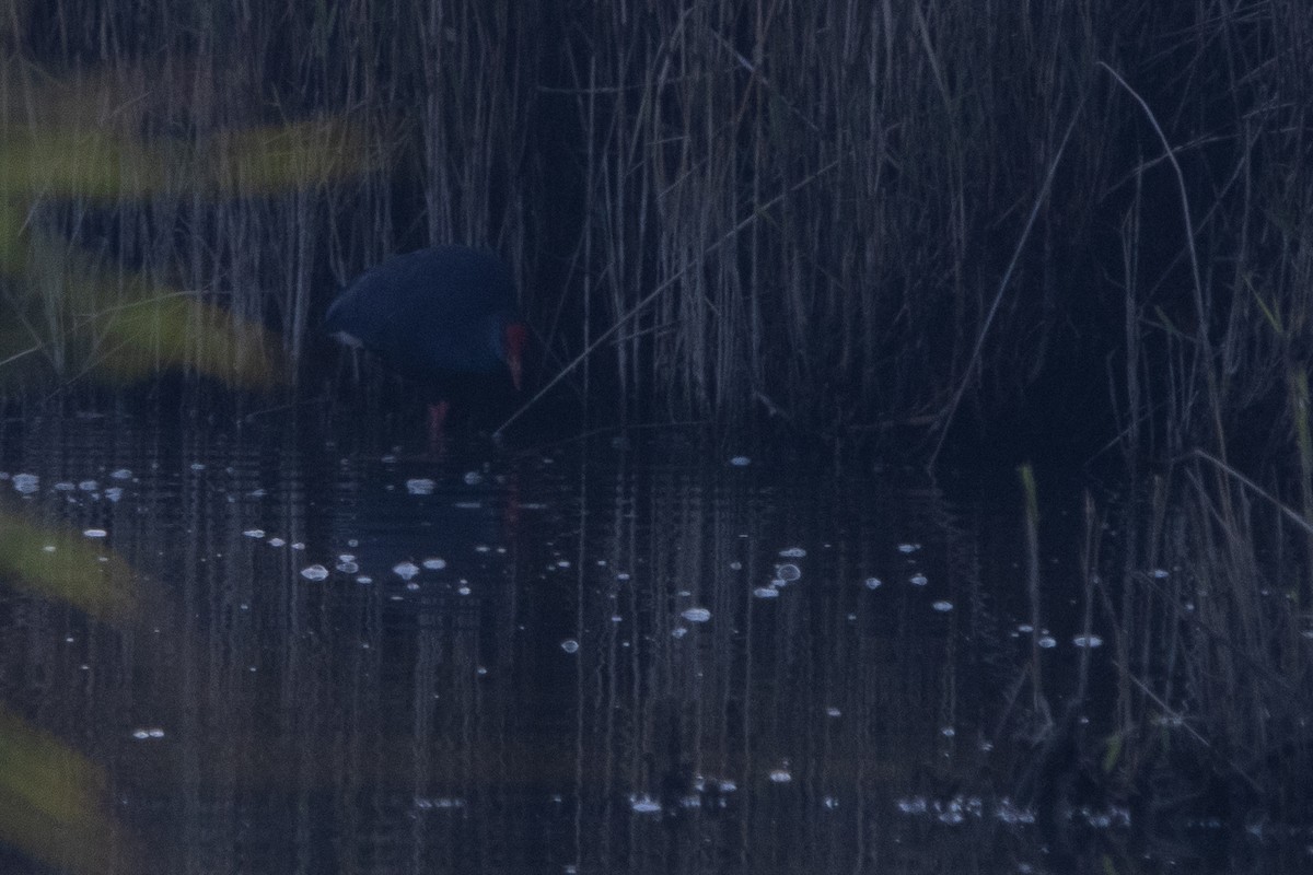 Western Swamphen - ML638554970