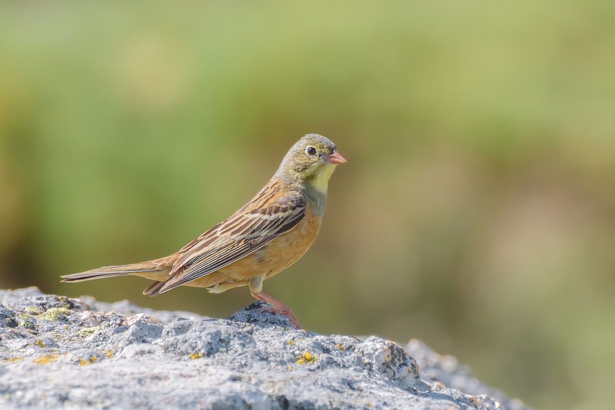 Ortolan Bunting - ML638554971