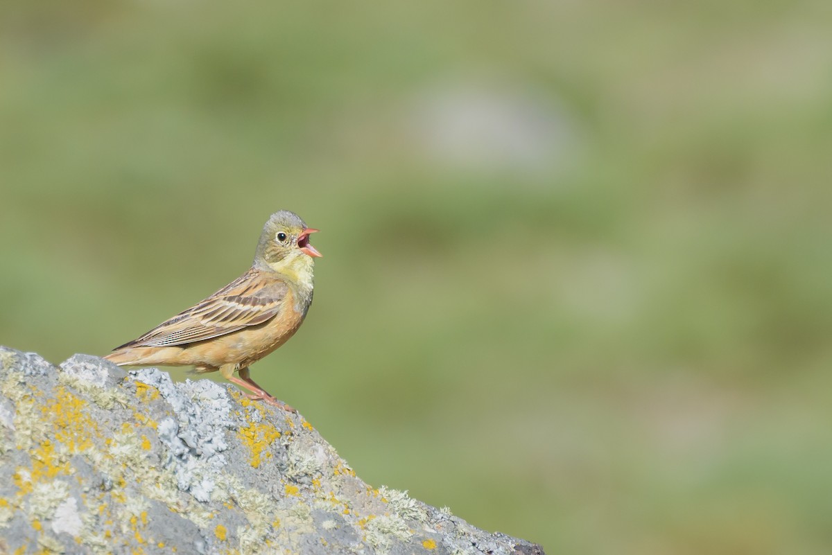 Ortolan Bunting - ML638554974