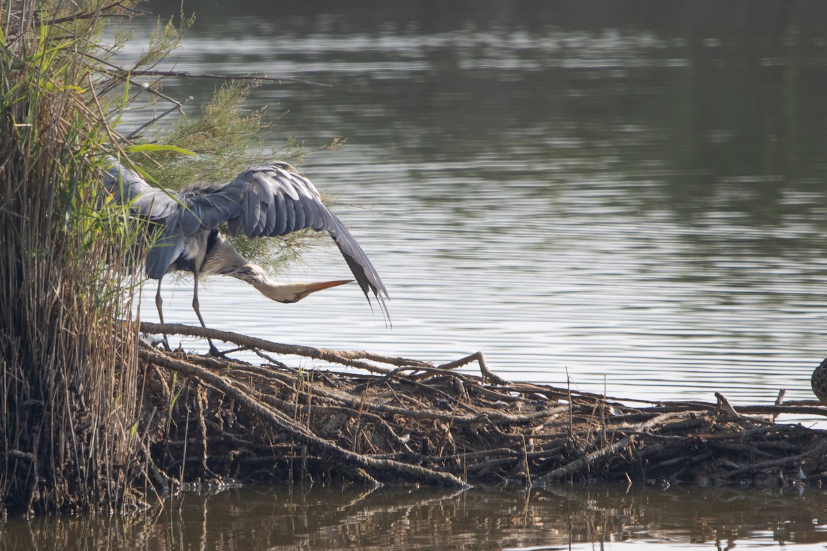 Gray Heron - ML638554975