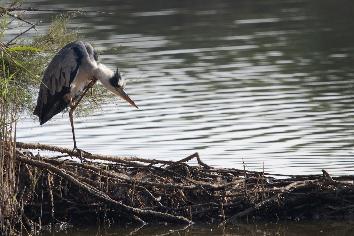 Gray Heron - ML638554976