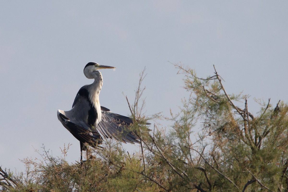 Gray Heron - ML638554977
