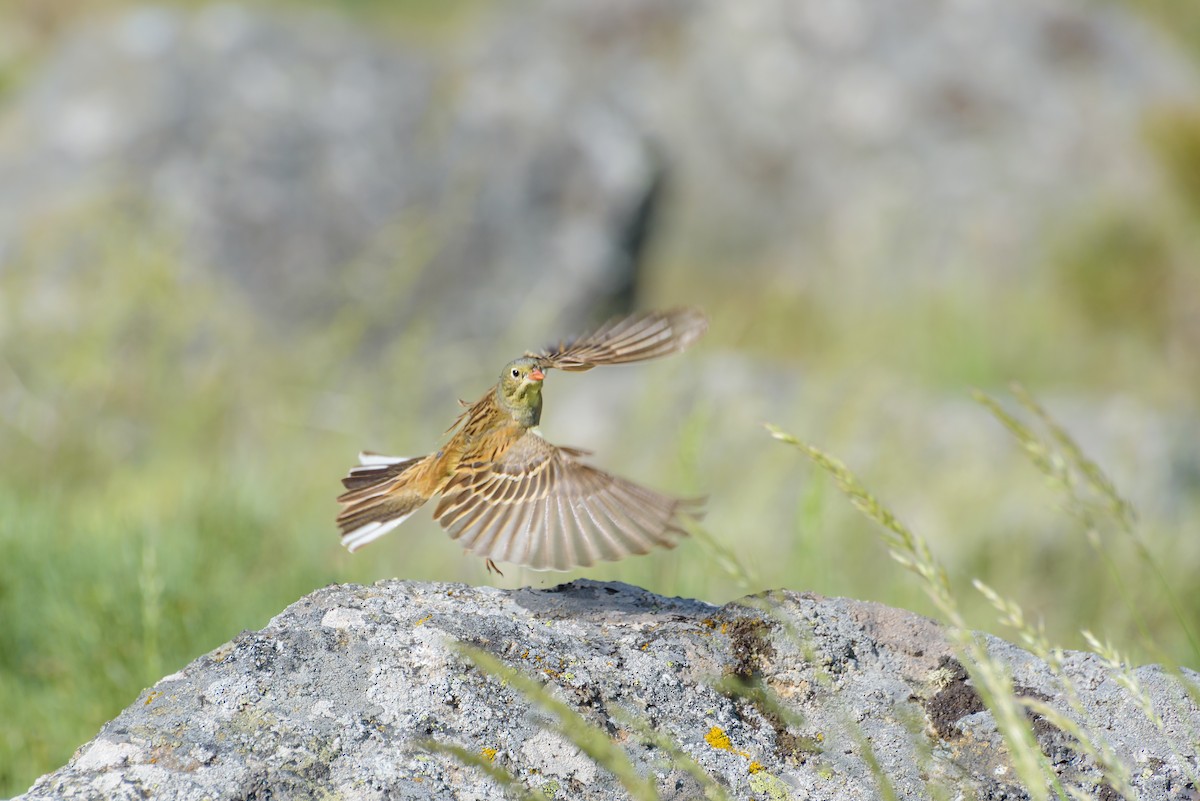 Ortolan Bunting - ML638554978