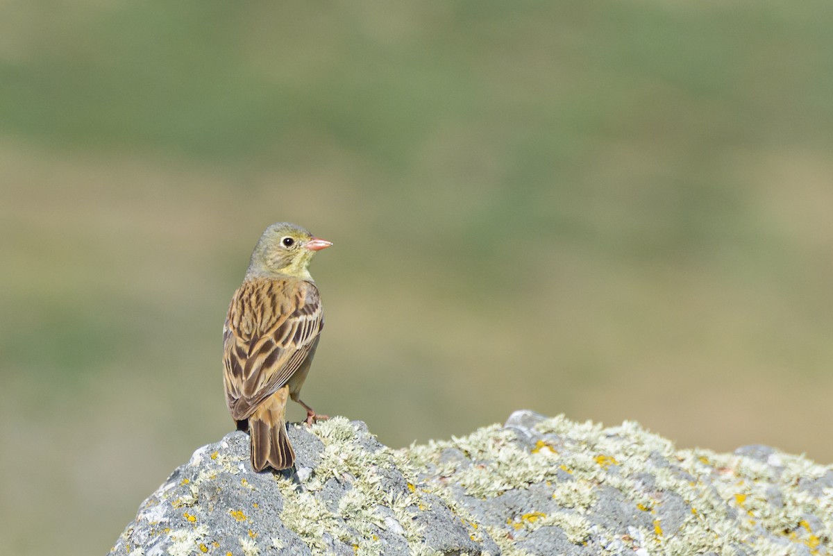 Ortolan Bunting - ML638554985