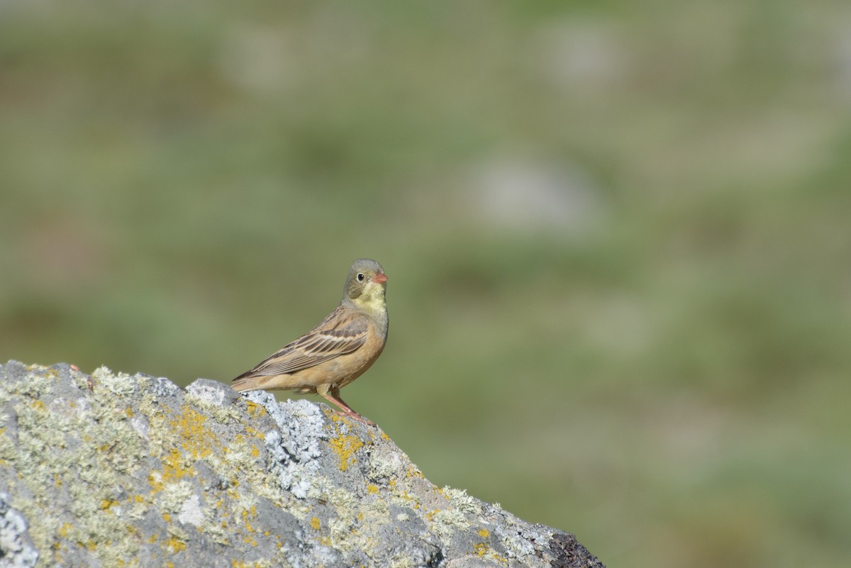 Ortolan Bunting - ML638554994