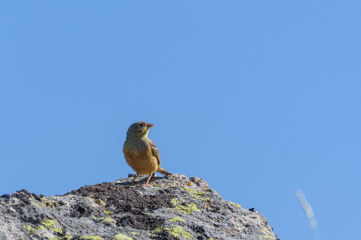 Ortolan Bunting - ML638554996
