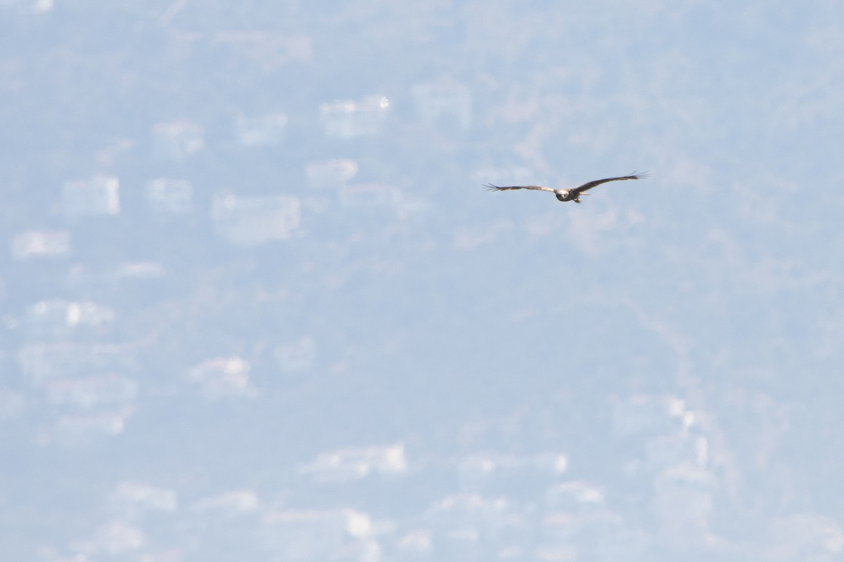 Western Marsh Harrier - ML638555012