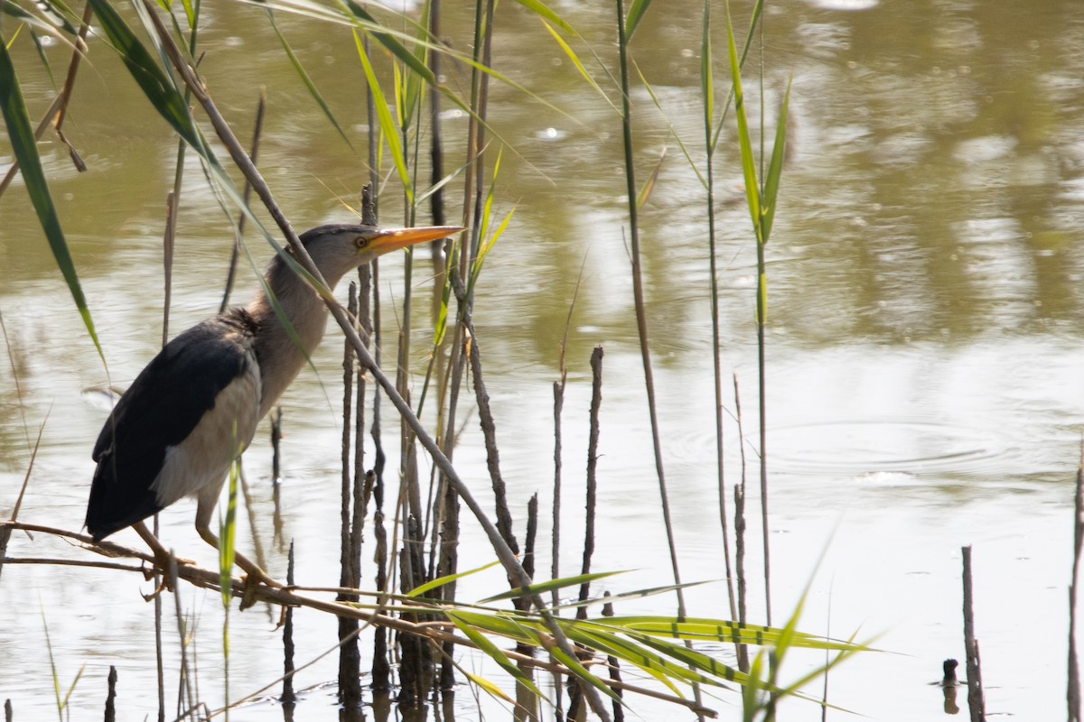 Little Bittern - ML638555043