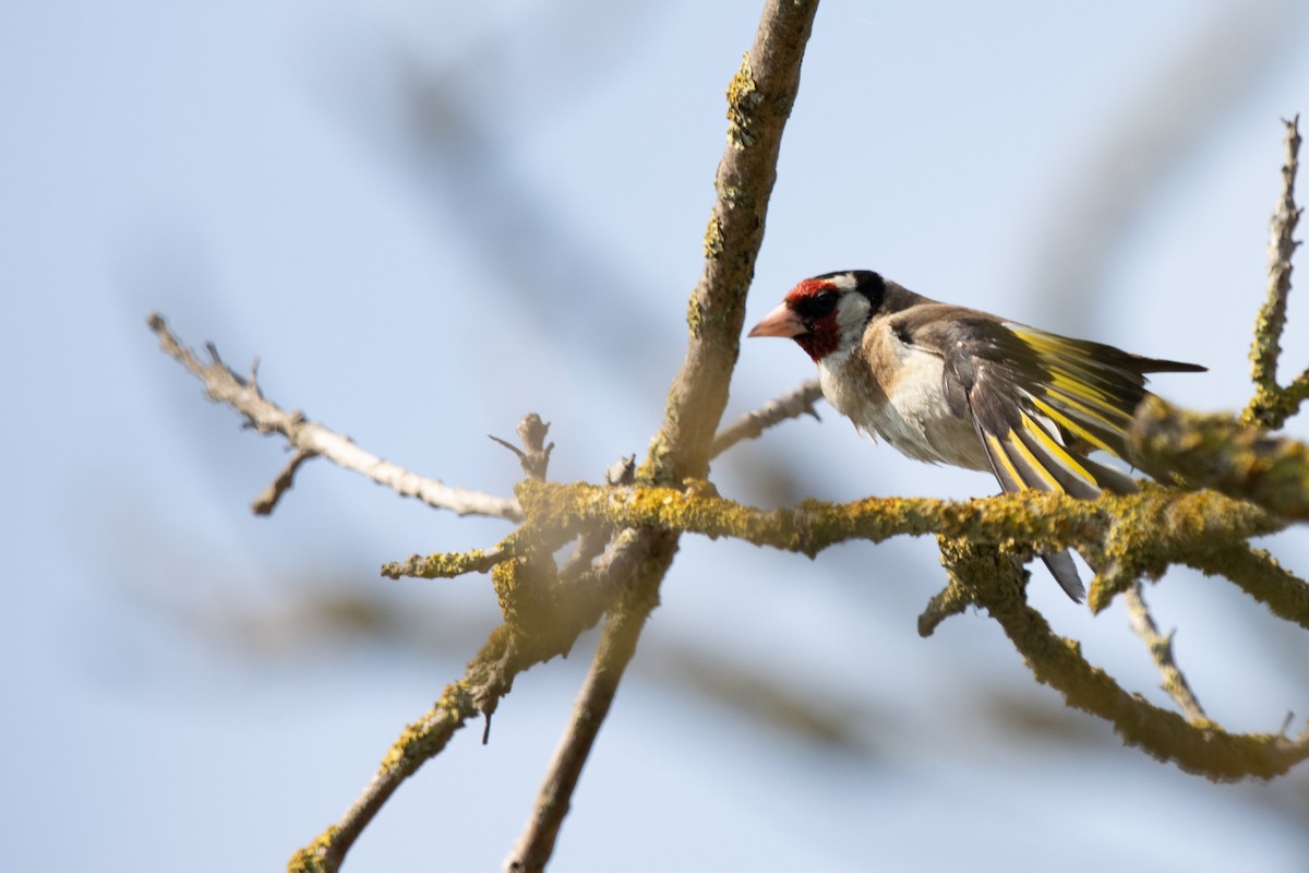 European Goldfinch - ML638555053