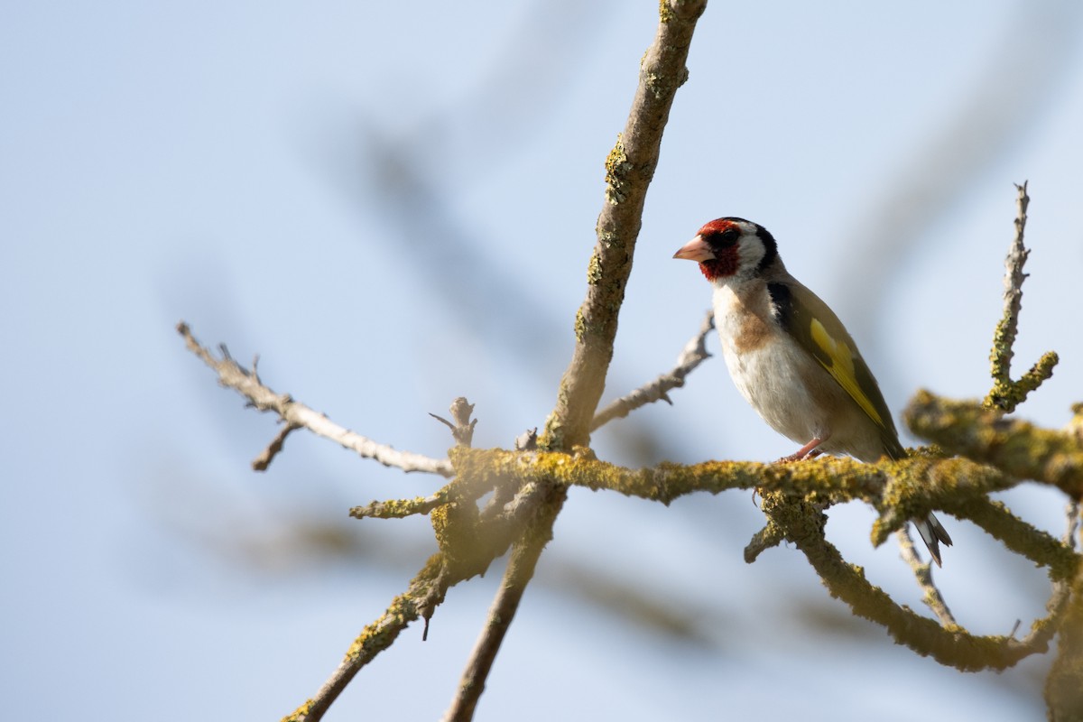 European Goldfinch - ML638555054