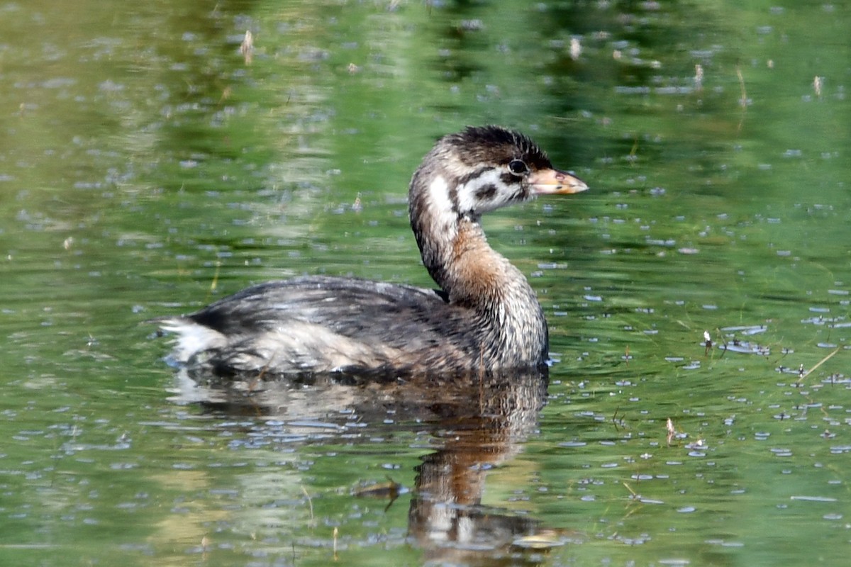 Pied-billed Grebe - ML638555061