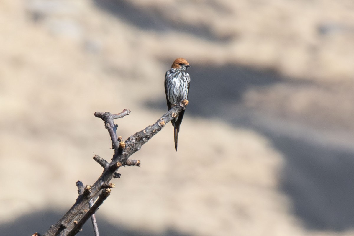Lesser Striped Swallow - ML638555071