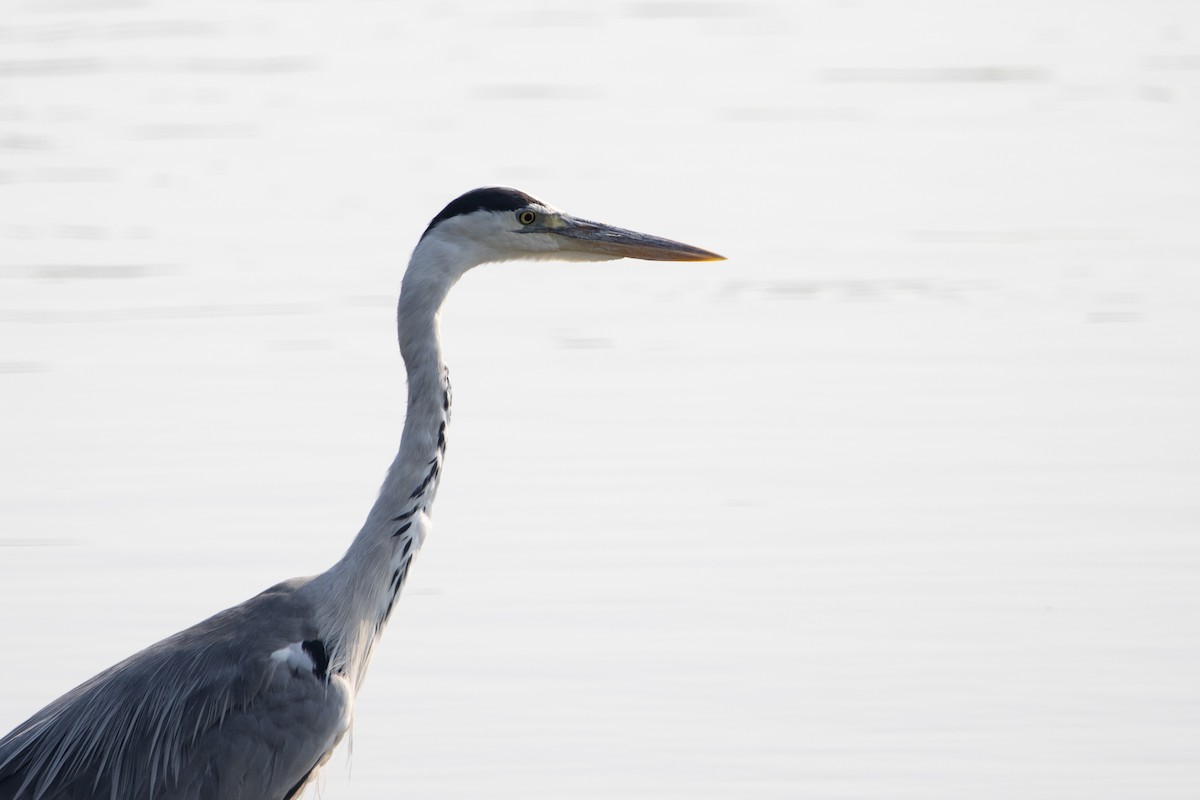 Gray Heron - ML638555072