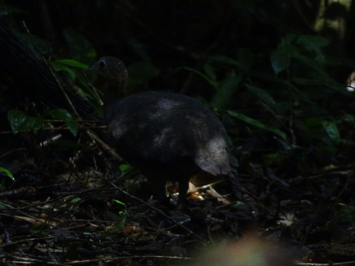 Solitary Tinamou - ML638555084