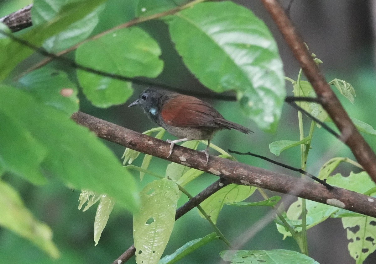 Gray-hooded Babbler - ML638555090