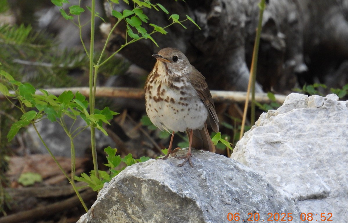 Hermit Thrush - ML638555091