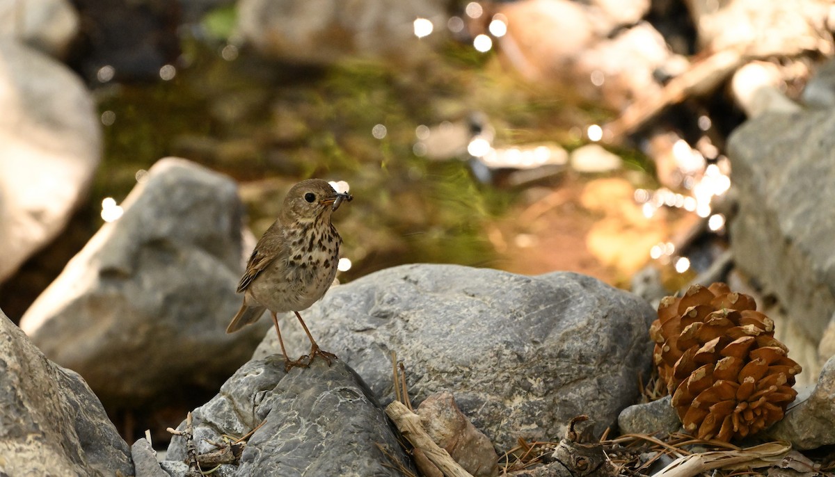 Hermit Thrush - ML638555094