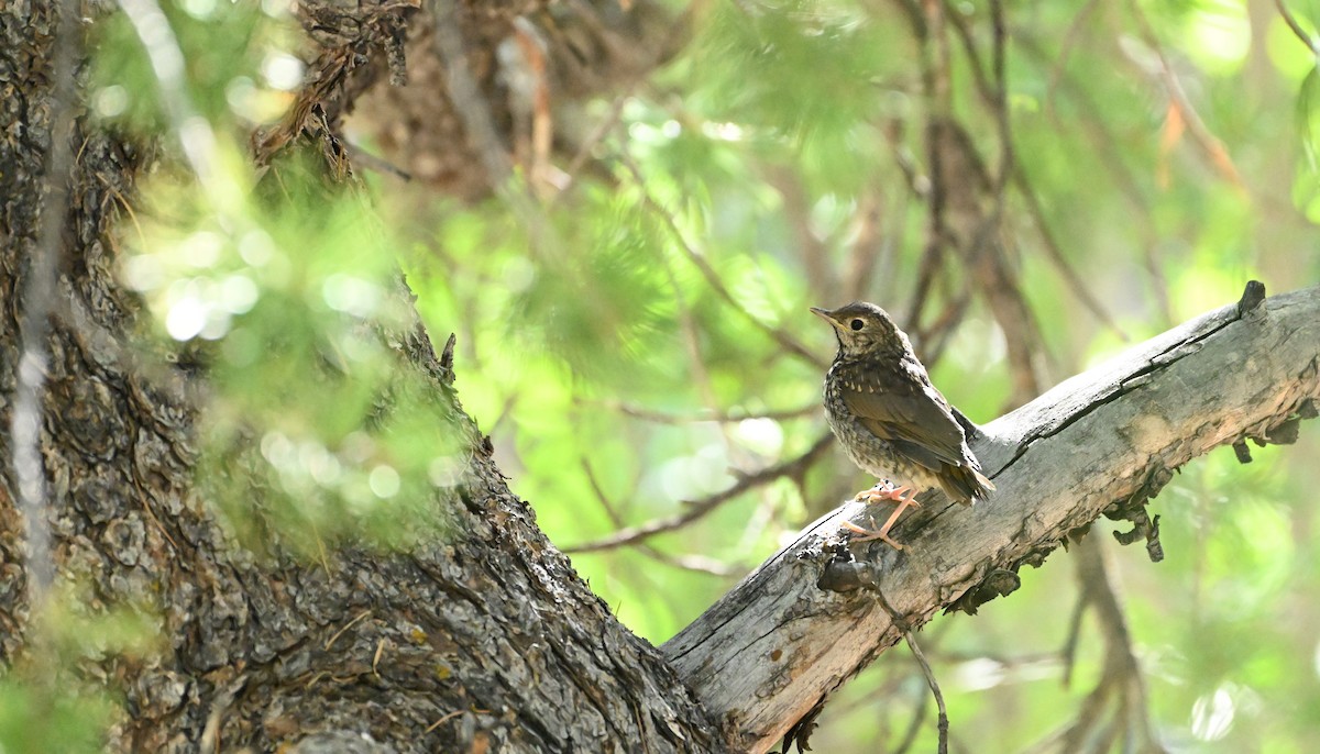 Hermit Thrush - ML638555095