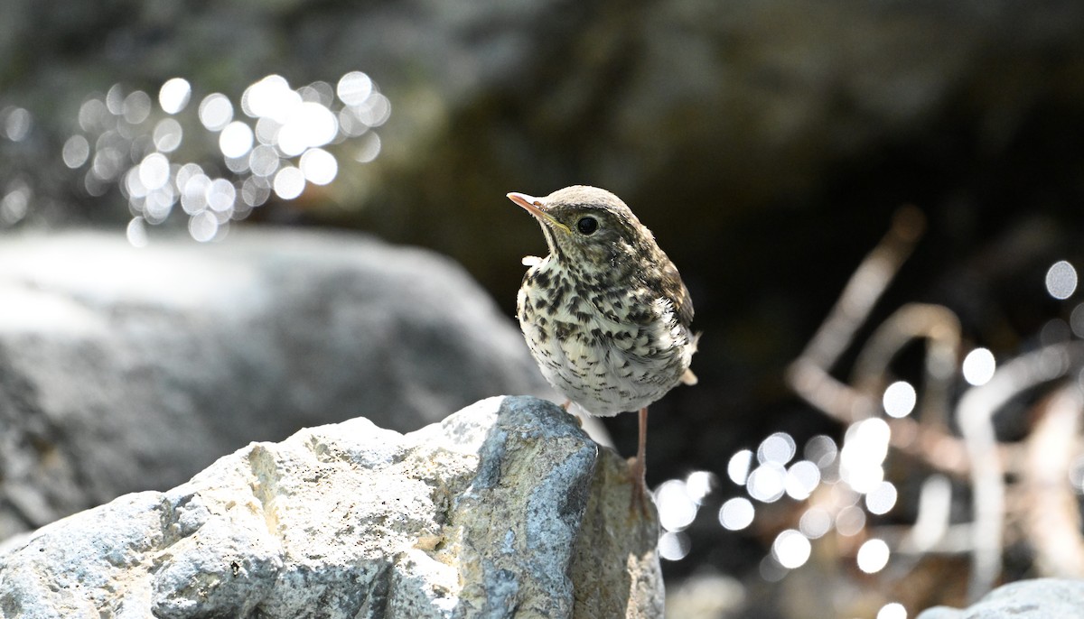Hermit Thrush - ML638555096