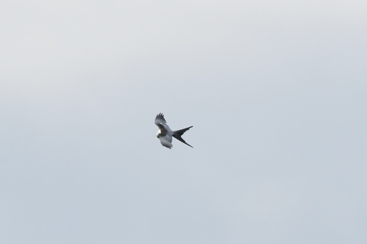 Swallow-tailed Kite - ML638555105