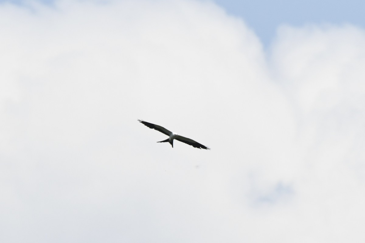 Swallow-tailed Kite - ML638555106