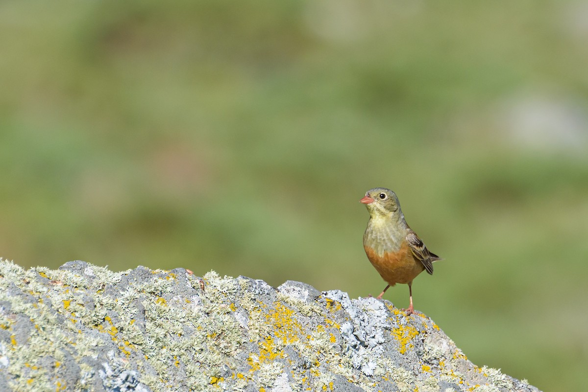 Ortolan Bunting - ML638555114