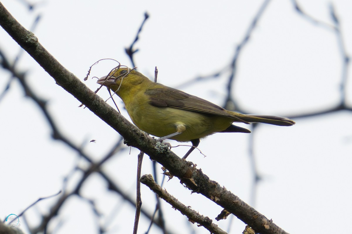 Scarlet Tanager - ML638555128