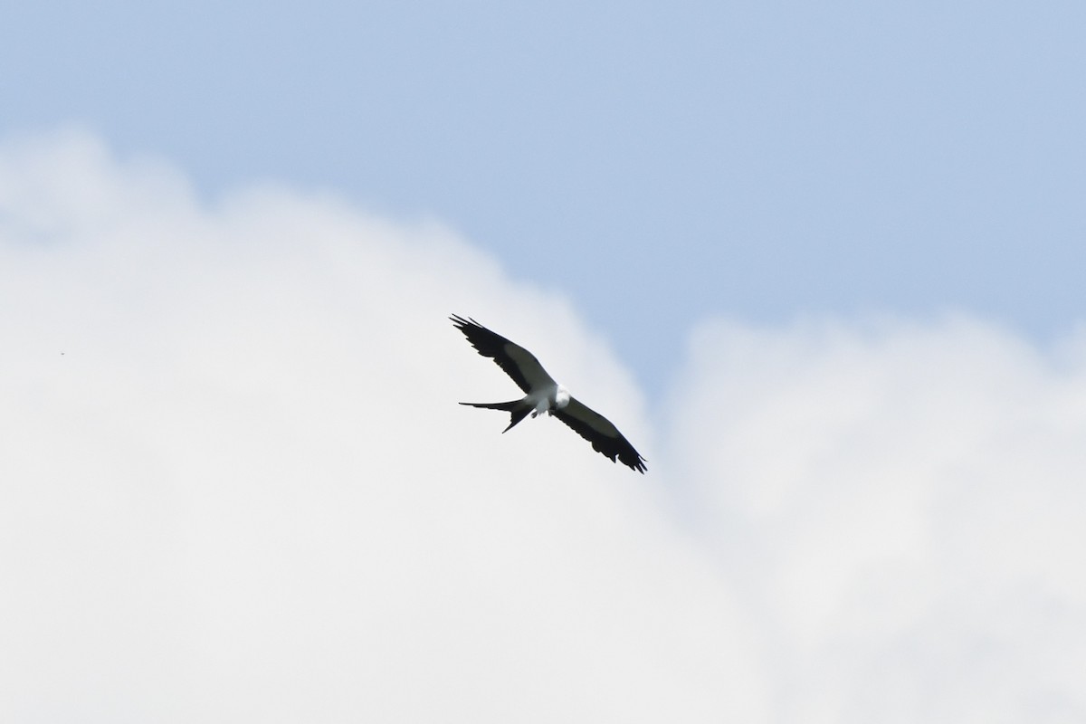 Swallow-tailed Kite - ML638555132