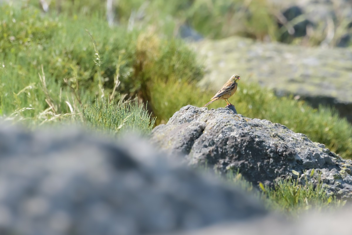 Ortolan Bunting - ML638555136