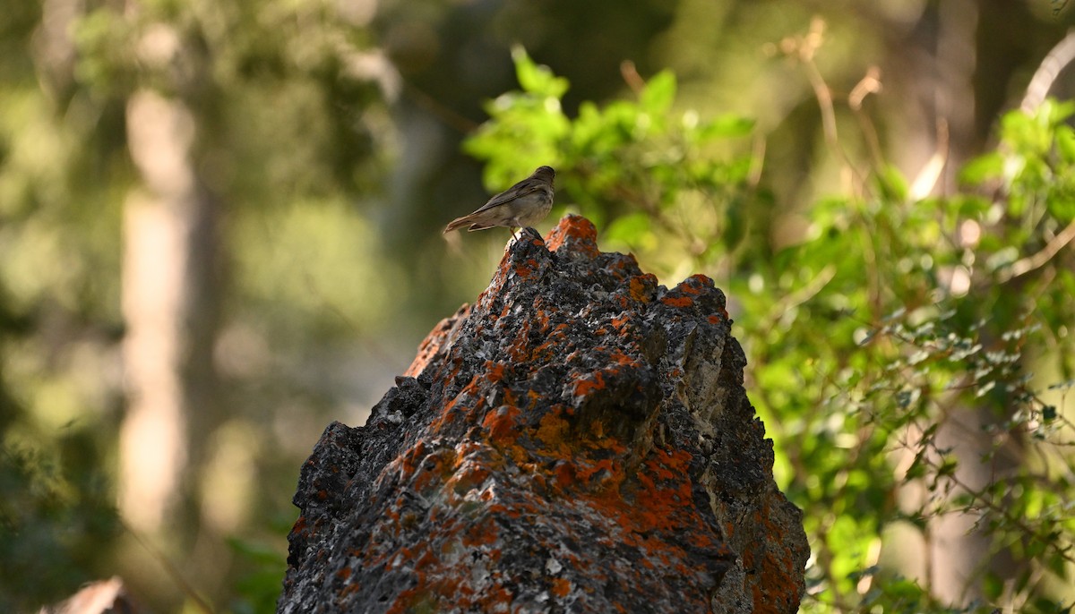Hermit Thrush - ML638555143
