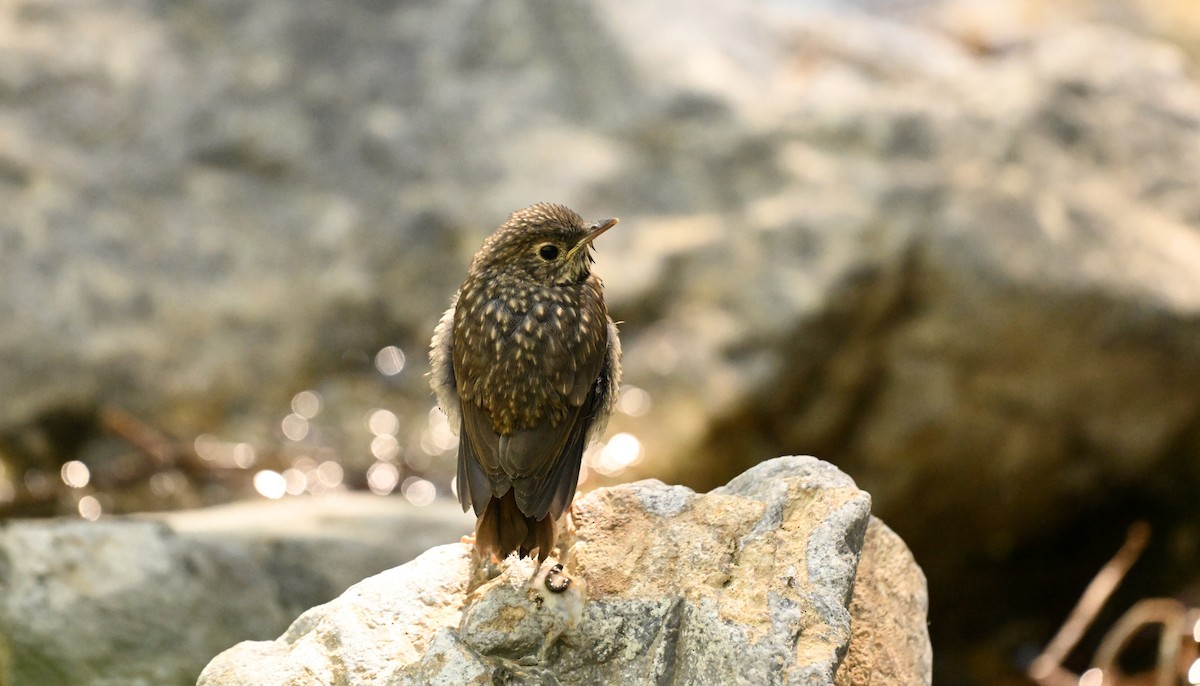 Hermit Thrush - ML638555144