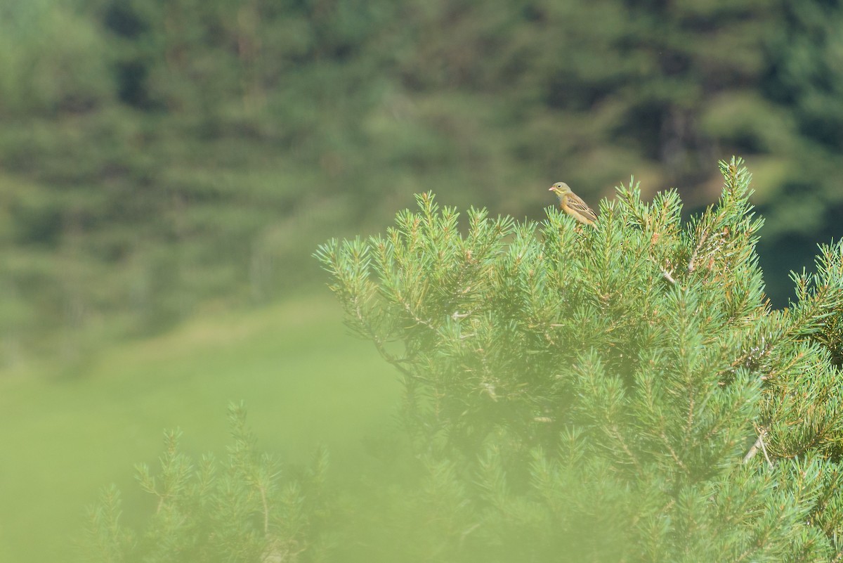 Ortolan Bunting - ML638555158