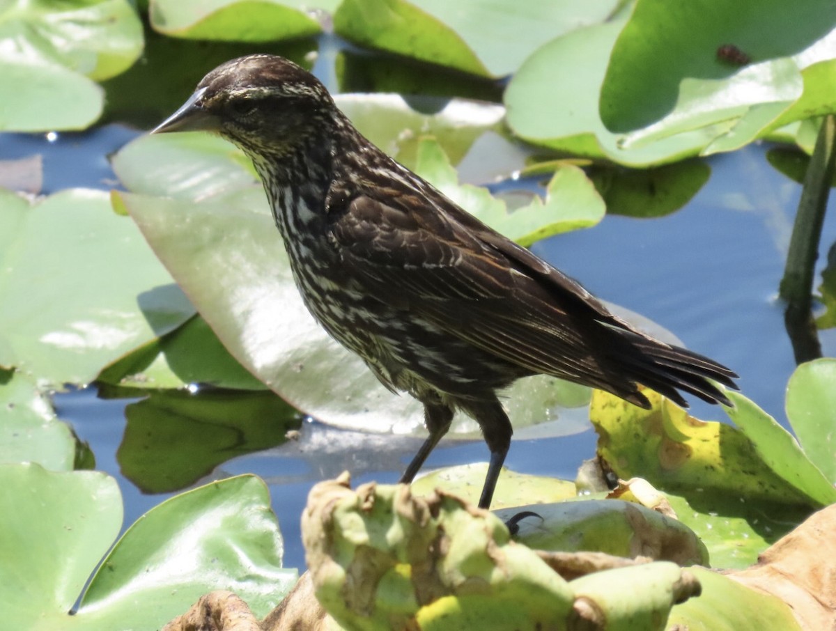 Red-winged Blackbird (Red-winged) - ML638555178