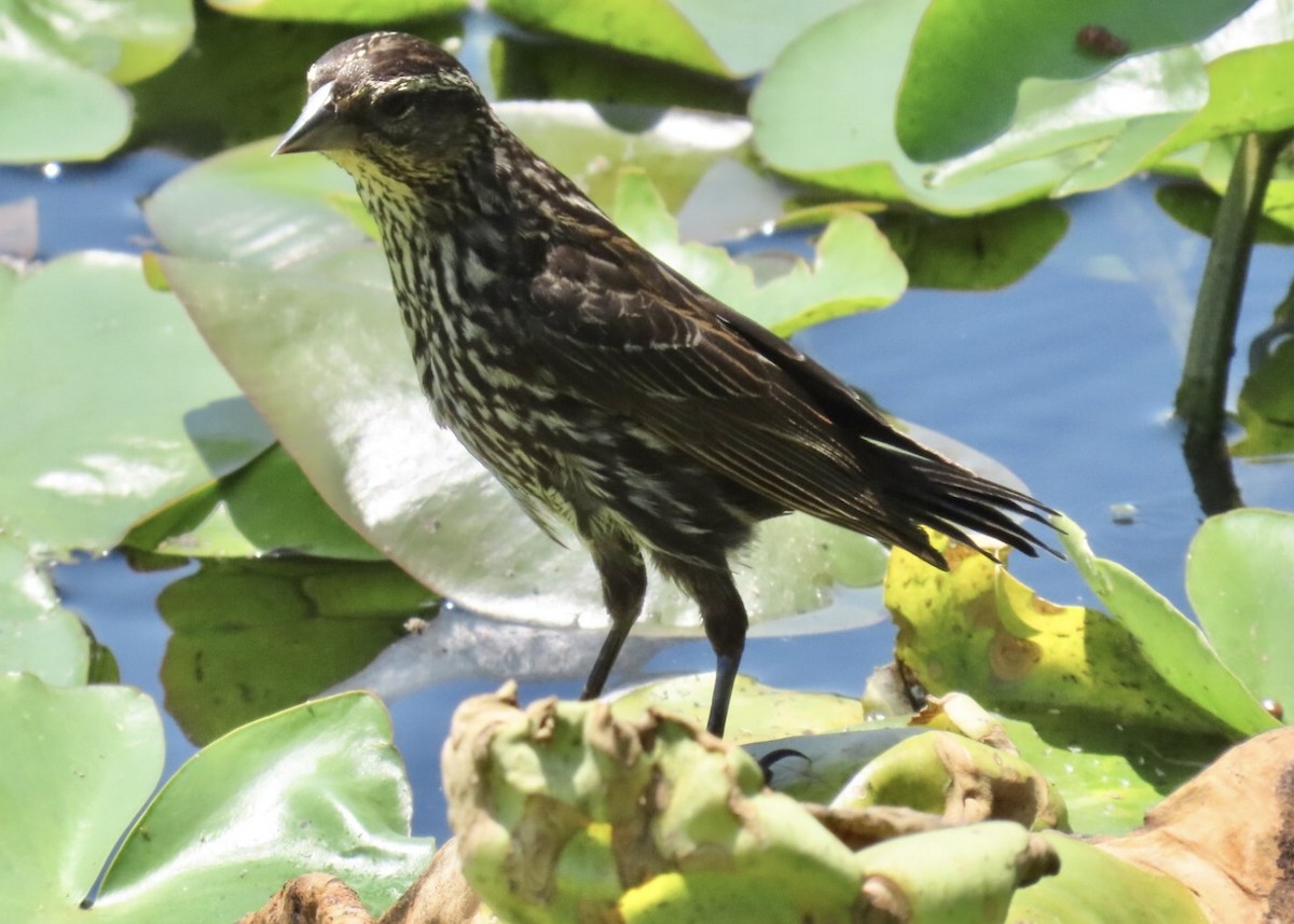 Red-winged Blackbird (Red-winged) - ML638555179