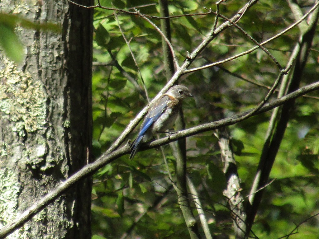 Eastern Bluebird - ML638555180