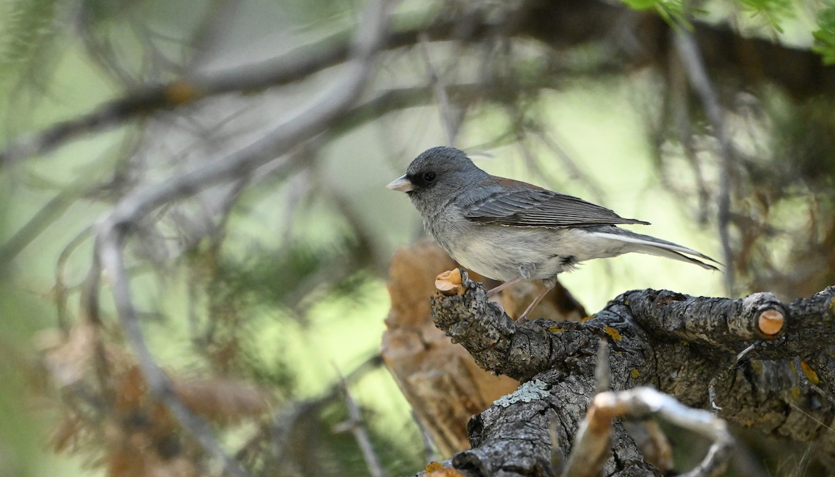 Dark-eyed Junco (Gray-headed) - ML638555214