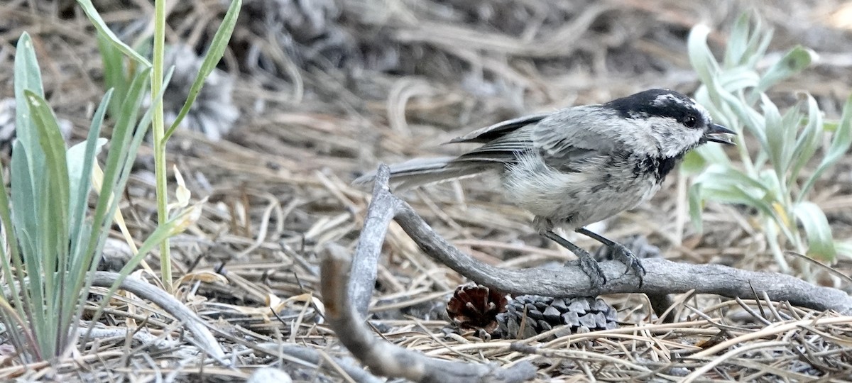 Mountain Chickadee - ML638555218