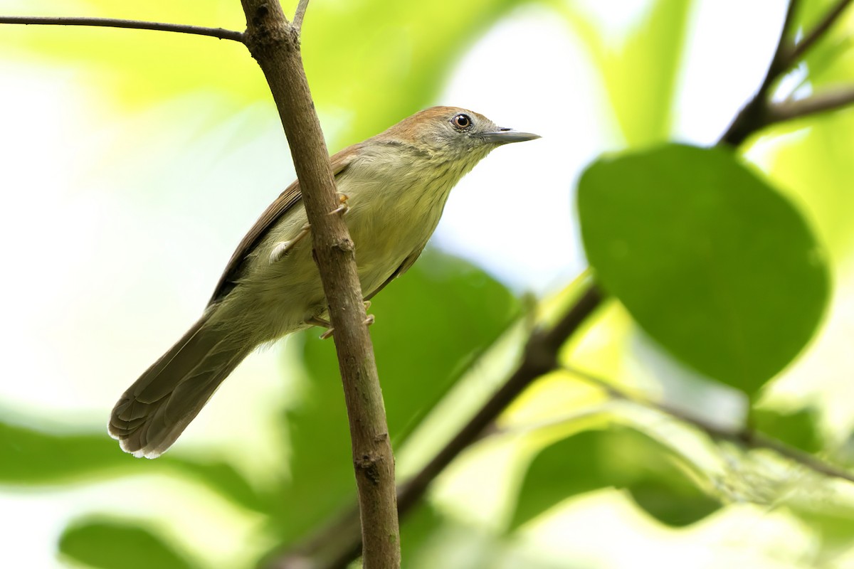 Gray-faced Tit-Babbler - ML638555251