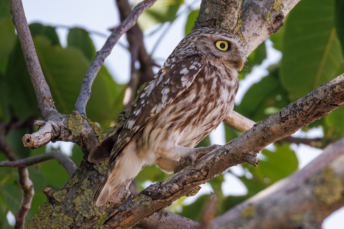 Little Owl - ML638555256