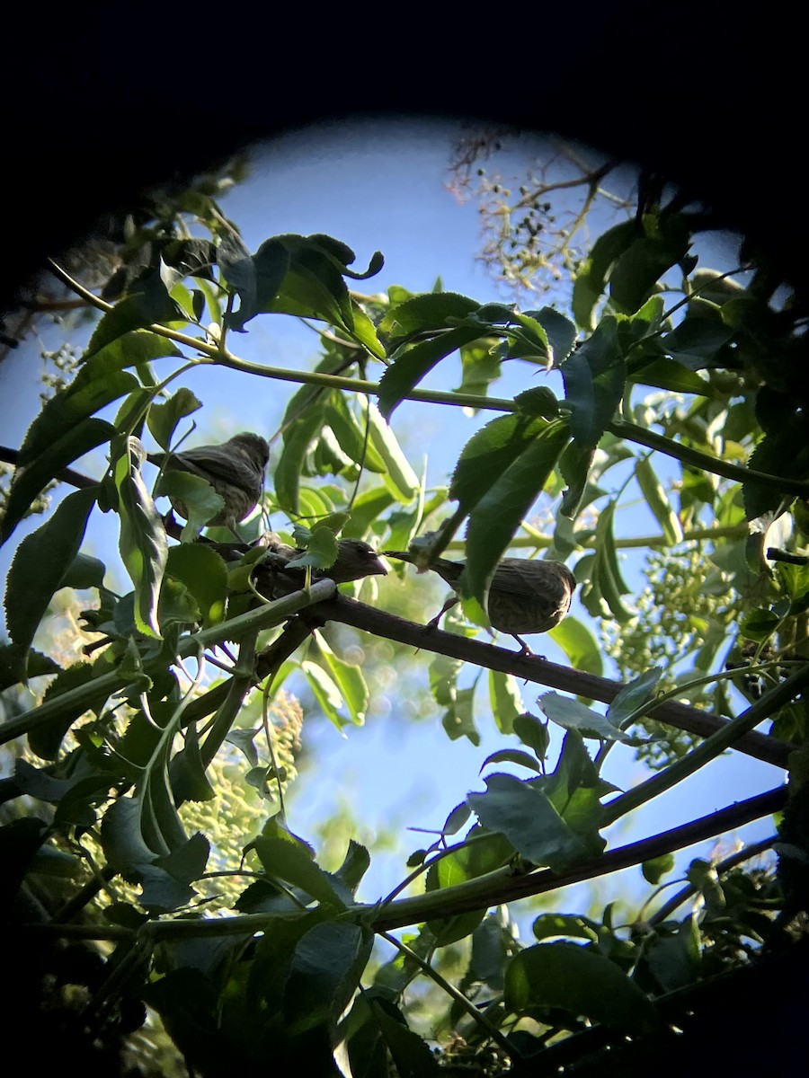 House Finch - ML638555278