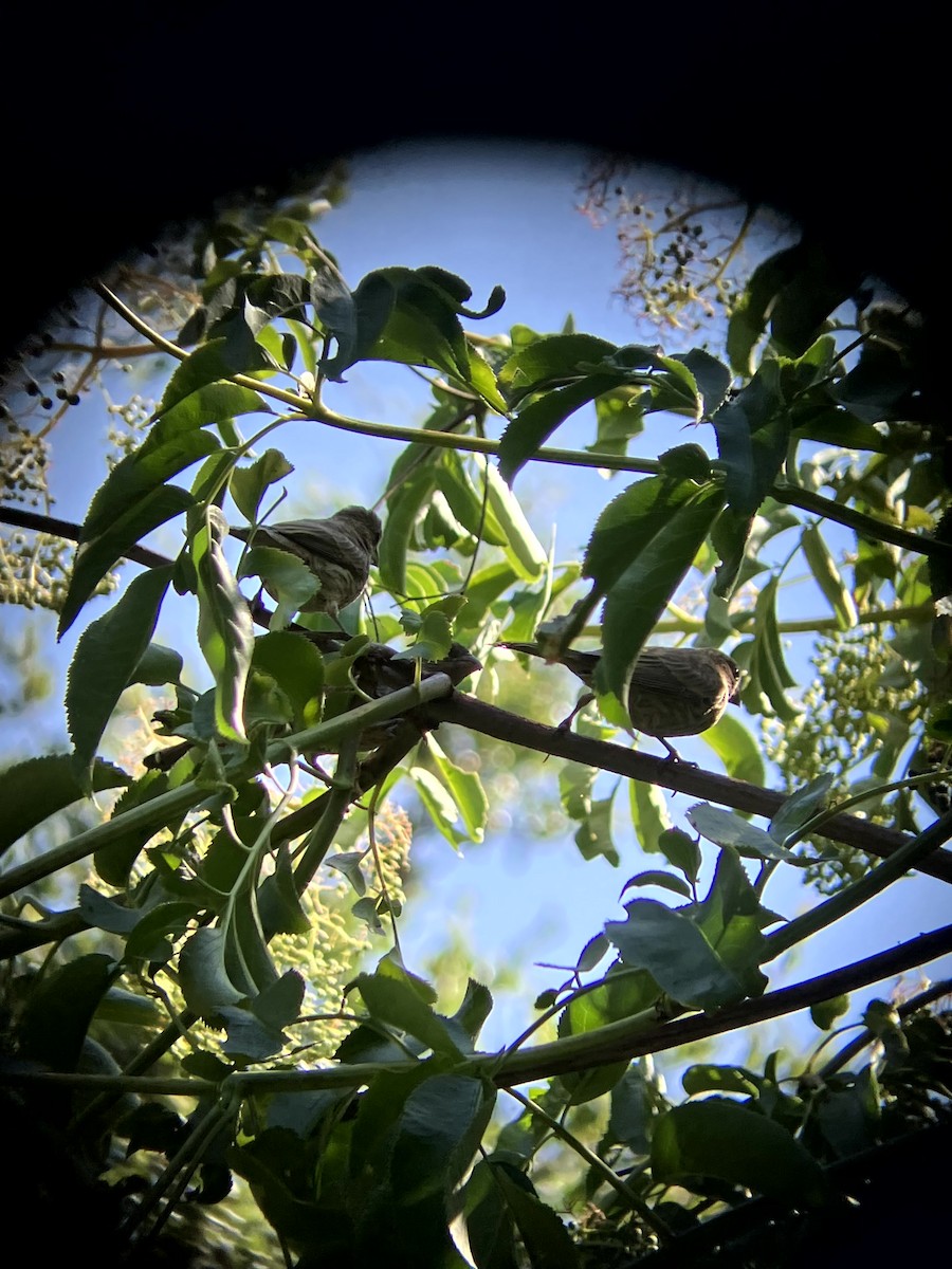 House Finch - ML638555279