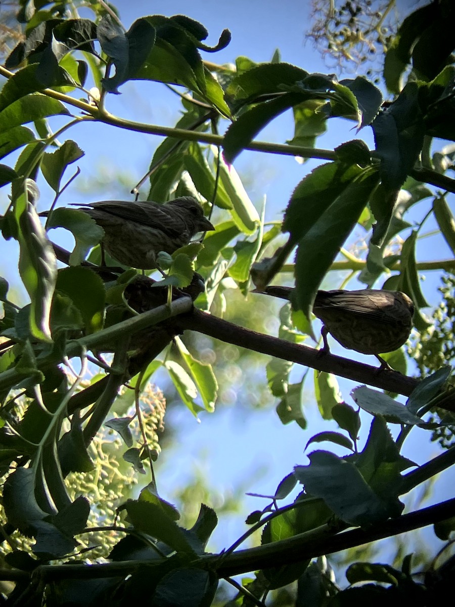 House Finch - ML638555281