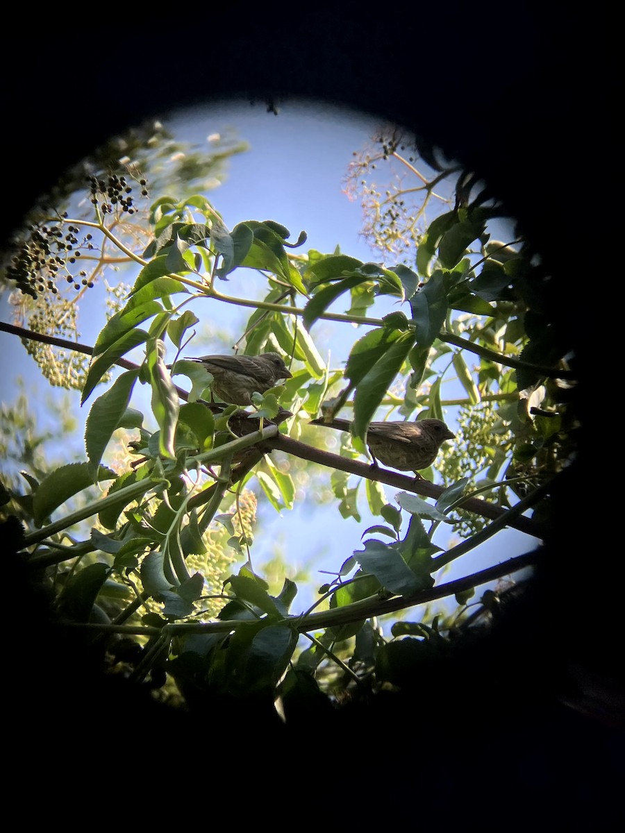 House Finch - ML638555283