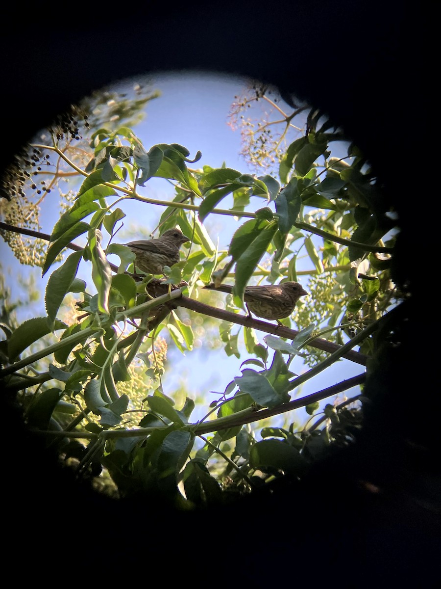 House Finch - ML638555284