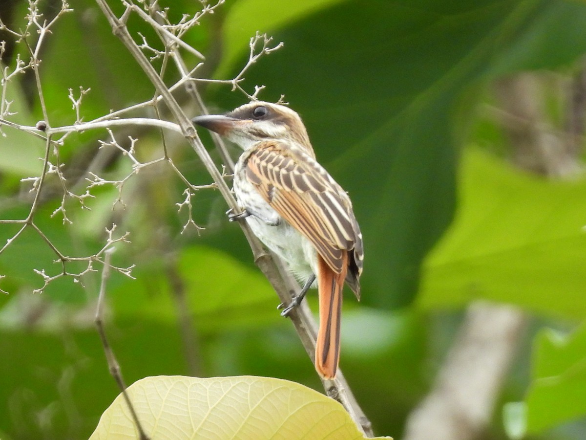Streaked Flycatcher - ML638555319