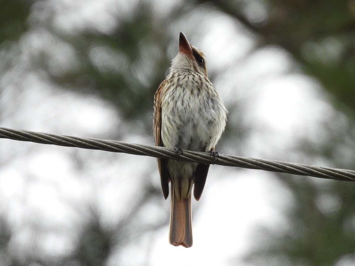Streaked Flycatcher - ML638555320