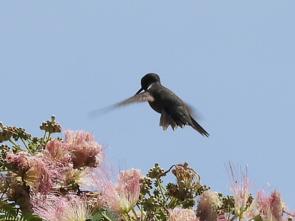 Ruby-throated Hummingbird - ML638555327