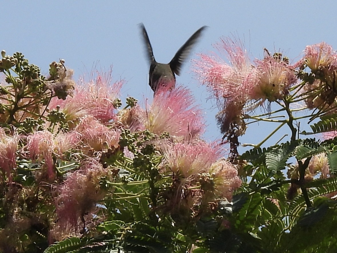 Ruby-throated Hummingbird - ML638555328
