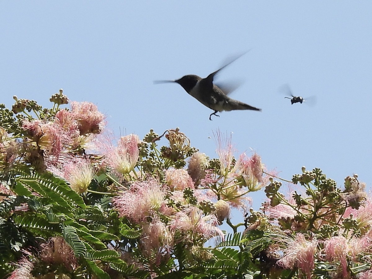 Ruby-throated Hummingbird - ML638555329