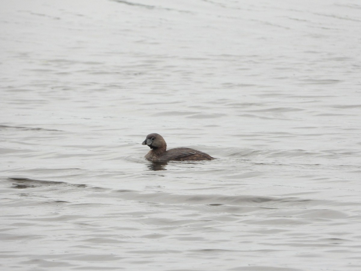 Pied-billed Grebe - ML638555338